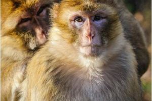 “猴猴猴”过了52岁，一定要好好看看，尤其是68年的大金猴