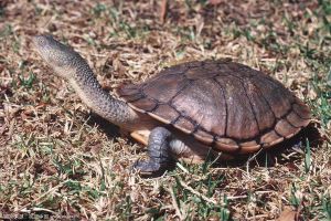 世界上脖子最长的乌龟 最长可达50厘米脖子和背甲一样长