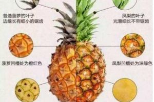 凤梨是不是菠萝?为什么凤梨比菠萝贵很多