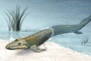 潘氏鱼是人类的祖先？海陆动物的过渡物种（3.8亿年的鱼）