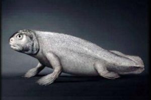 鱼到人的进化图片，鱼-提塔利克鱼-两栖动物-人（跨越亿年）