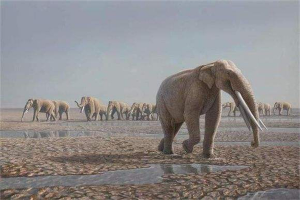 棱齿象或是大象的祖先，因环境巨变灭绝(适应能力差)