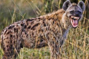 鬣狗为什么不主动攻击人类?难道是对人类有特别的亲近吗