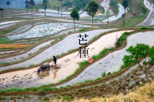 芒种节气的含义是什么，仲夏时节正式开始（每年的6月5日或6日）