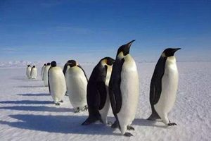 企鹅是什么动物类型 其实它是鸟类的一种（让人意外）