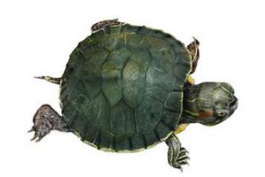 乌龟是什么动物类型 它是一种两栖动物（寿命很长）