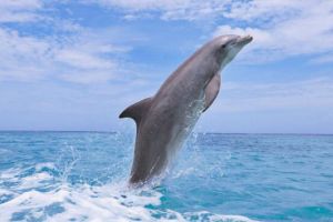 为什么海豚会救人 答案可能出乎人们意料（天性）