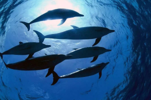 鲨鱼为什么不吃海豚？海豚群最多10万头（鲨鱼势单力薄）
