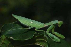 世界上最大最兇的螳螂：綠巨螳螂(體長可達九厘米)