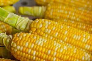 煮熟的玉米冷冻可以保存多久