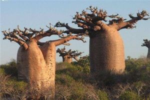 世界上最奇特的树：能储存水分的猴面包树（生长在南非）