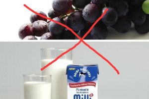 葡萄和牛奶可以一起吃吗 怎么办（腹痛腹泻及时就医）