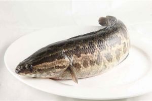 黑鱼为什么称为孝鱼 黑鱼被称为孝鱼主要原因是什么