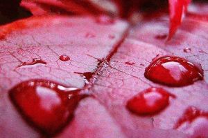 血雨是什么造成的：雨中混入红色尘土(动物卷入时流血)