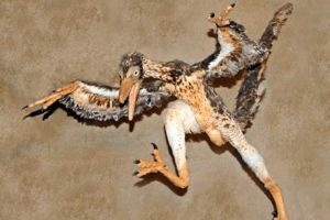 千禧中國鳥龍:唯一長毒腺的恐龍(僅火雞大/會滑翔)