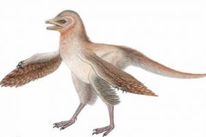 羽龍：第一個有非對稱羽毛的恐龍（長0.9米/出土于遼寧）