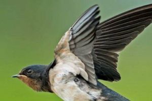 燕子的尾巴有什么作用和特点