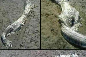 九八年洪水洞庭湖龍尸現身，1998年的龍尸圖片曝光震驚眾人