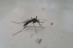 蚊子怕什么 這幾種東西驅蚊效果很不錯