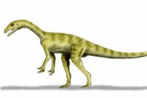 潘迪龍:英國小型蜥腳類恐龍(長2米/生于2億年前)