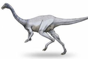 最原始的似鳥龍恐龍:似金翅鳥龍 擁有罕見四腳趾