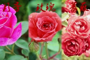 怎么區分月季和玫瑰：玫瑰只在夏天開一次花(月季開花不敗)
