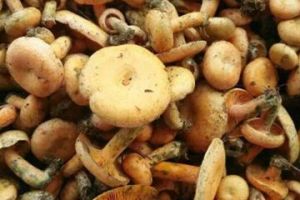 松樹菇怎么做好吃
