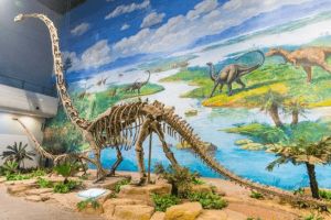 巨型食草恐龍：酋龍 體長15米(僅在中國四川被發現)