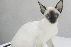 暹羅貓：世界上最著名的短毛貓品種之一(原產地為暹羅)