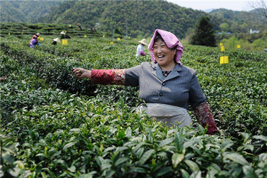 紅茶的工藝流程是什么 制作紅茶要經過哪些步驟
