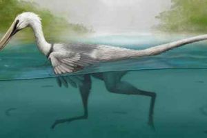 鹫龙图片（长1米/距今9000万年前）
