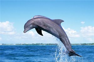 你不知道的海豚阴暗面 海豚会在交配期骚扰雌海豚