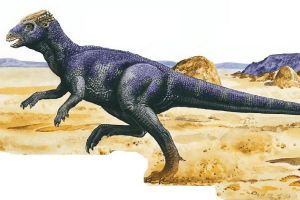 小型植食恐龙:平头龙 头盖骨像帽子(求偶时决斗利器)
