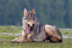 世界上体型最大的狼 不列颠哥伦比亚狼生活在哪里