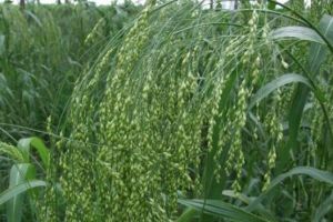 黍米的功效与作用 经常吃黍米有什么好处