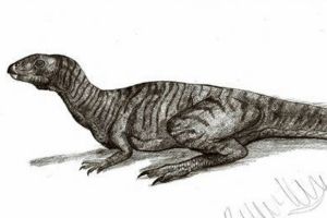 葉牙龍:葡萄牙小型恐龍(長1-2米/牙齒呈樹葉狀)