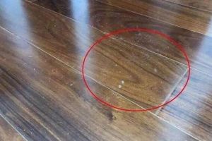 木地板发霉对身体有害吗，有害（家里要多通风）