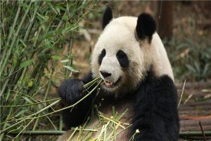 食鐵獸是哪種動物 大熊貓為什么會被稱為食鐵獸
