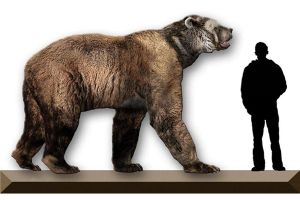 揭秘3400斤史上最大的熊 短面熊是什么熊长什么样子