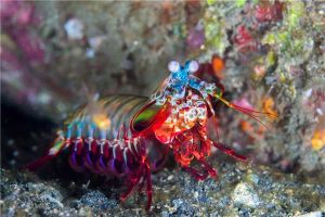 博比特虫vs雀尾螳螂虾 博比特虫和雀尾螳螂虾哪种比较强