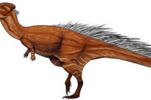 皖南龍：中國小型雜食性恐龍（長0.6米/距今7300萬年前）