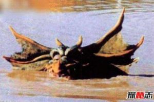 澳洲水兽本耶普,拥有超自然力量的食人凶兽