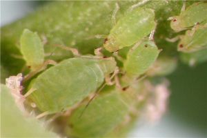 世界上繁殖最快的昆蟲是什么 蚜蟲最早出現在什么時候