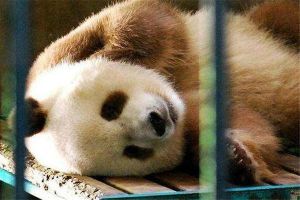 世界上僅存的一只棕色大熊貓 棕色大熊貓還活著嗎