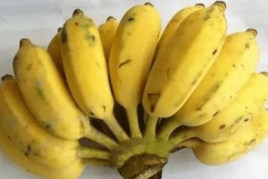 芭蕉和香蕉区别在哪里：芭蕉中间粗两头细(香蕉价格便宜)