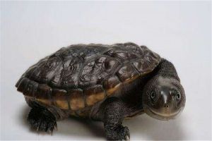 世界上最小的乌龟是什么 罗蒂岛蛇颈龟的生存环境如何