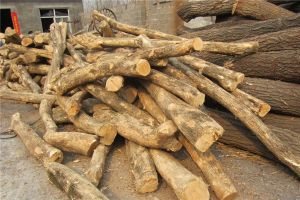 中國木材硬度排名前五名 海南黃花梨是我國最硬的木頭
