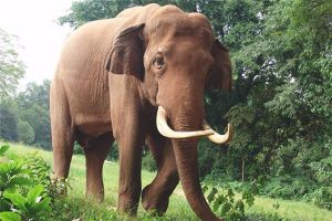 最大的亚洲象有多大 长达7米重6吨（最大陆生生物）