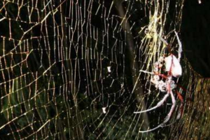 世界上最大的蜘蛛網，長度可達700平方米(一大堆蜘蛛編織而成)