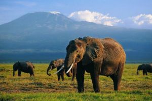 妊娠期最長的動物：大象懷孕22個月(小象生下就有120千克)